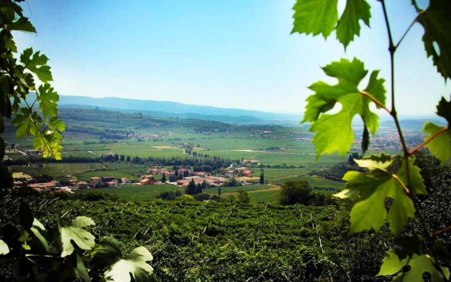 2-hours Amarone Wine Tour with Sommelier Wine Tastings - The sommelier tastings: what you’ll actually drink
