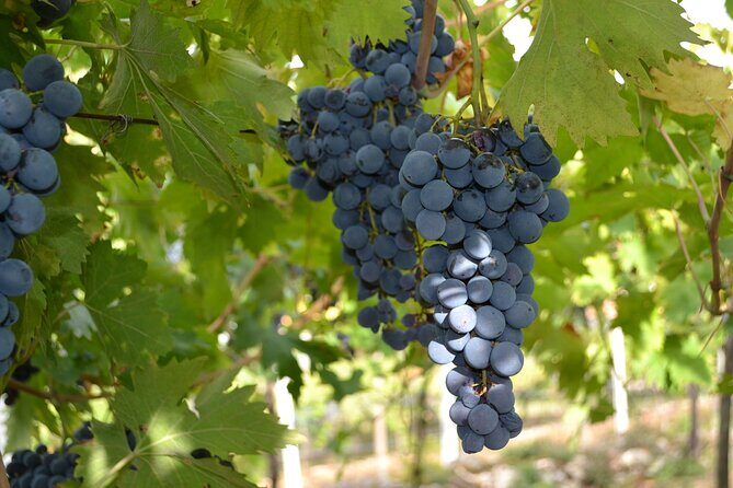 Amarone Della Valpolicella Wine Experience - Meet the Vogadori Family - The Pace and Group Size: Small, English-Friendly, 18+ Tasting