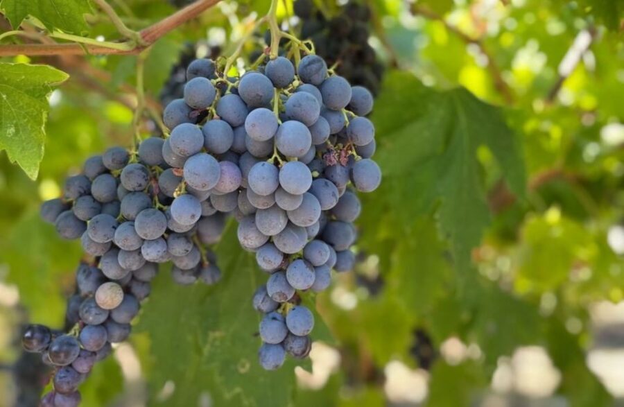 Boutique Winery Tour & Tasting in Valpolicella - Should you book the Boutique Winery Tour & Tasting in Valpolicella?