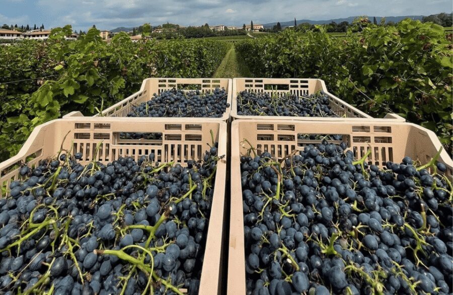 Boutique Winery Tour & Tasting in Valpolicella - The tasting in San Pietro in Cariano: four iconic Valpolicella wines