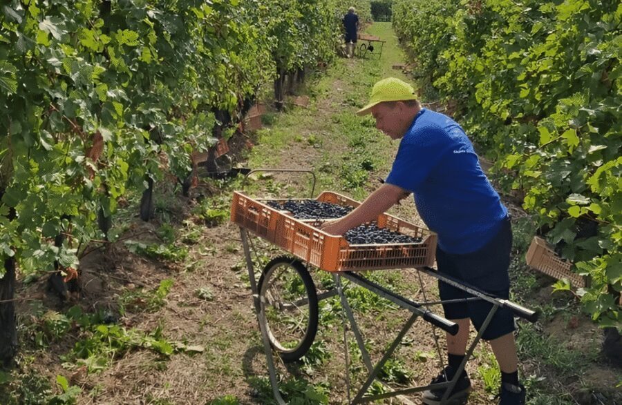 Boutique Winery Tour & Tasting in Valpolicella - Cheese and cured meats pairing: where the wines click