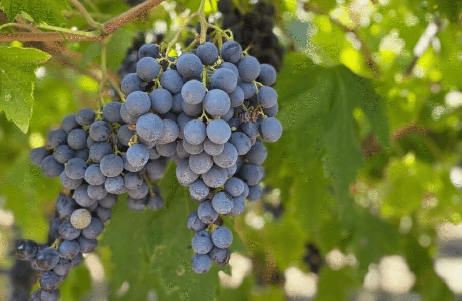 Boutique Winery Tour & Tasting in Valpolicella - Price and value: what $69 buys you