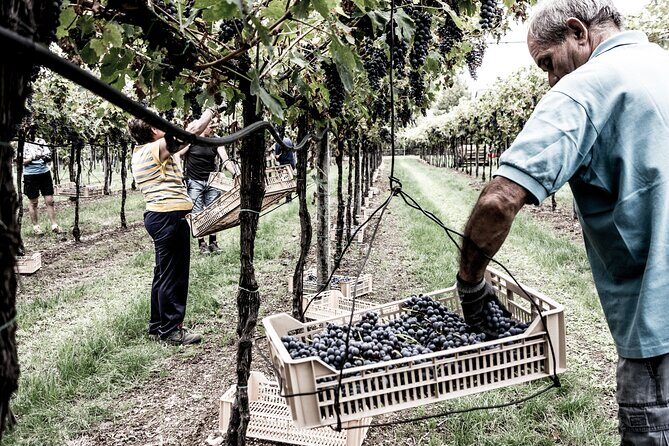 Food and Wine Tasting in Valpolicella - Getting there from Verona without a private driver