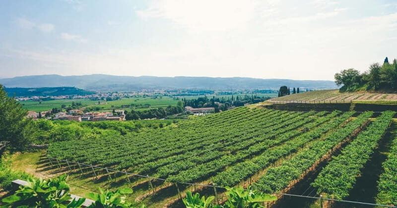 From Verona: Amarone Wine E-Bike Tour with Tasting - Who should book this tour (and who should skip it)