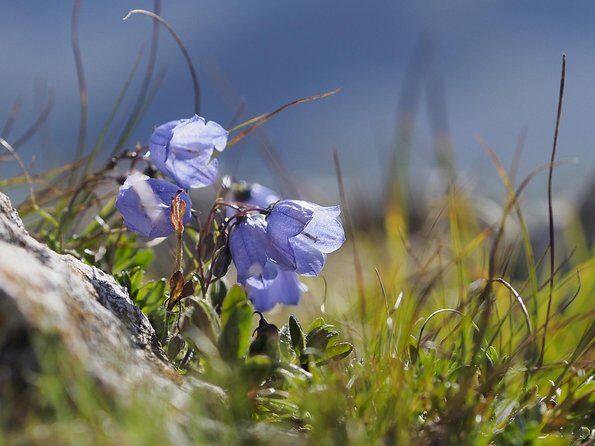 From Verona: Full-day Dolomites Mountains trip - Weather, Timing, and the One Thing to Keep Flexible