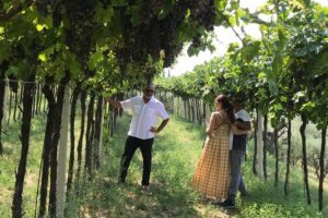 From Verona: Prosecco & Classic method sparkling wine tour, with light lunch - Tour timing and group size: how the day flows