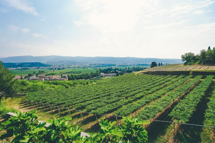 From Verona: Valpolicella and Amarone Wine Tasting Tour - Should you book it or skip it?