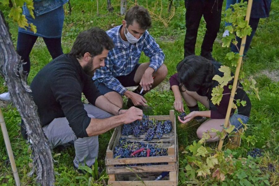 From Verona: Valpolicella Winery Tour with Amarone Vintages - The guides: why their delivery changes the whole tour