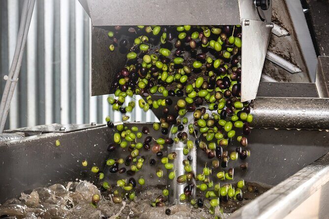 Lake Garda Olive Oil Tour and Tasting Experience - Who should book this Lake Garda olive oil experience?