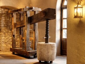 Olive Mill Tour and Tasting in the Verona Countryside - Campo di Casa: the experimental grove you walk through