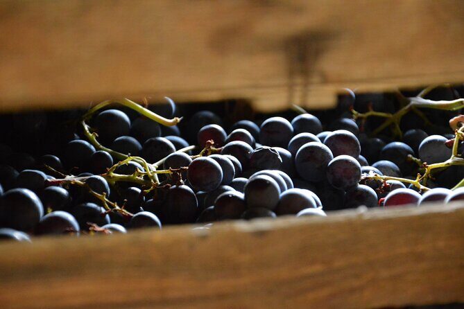 Pagus Wine Tours® - A taste of Amarone - Half day wine tour - Half-Day Amarone Plans That Fit Verona Time
