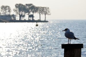 Pagus Wine Tours® - Sirmione by boat and Amarone - Full day tour - Start at Pagus Wine Tours: the Store Stop That Actually Helps
