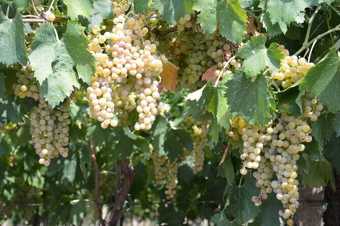 Pagus Wine Tours® - Soave and Amarone - Half day wine tour - Verona start and the Soave-walls factor