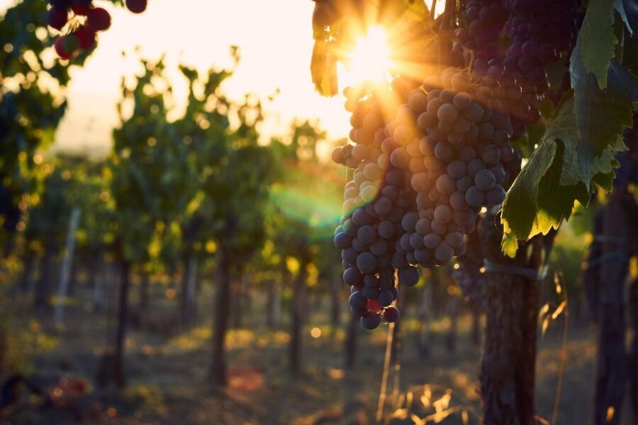 Valpolicella: 1.5-Hour Guided Winery Tour with Wine Tasting - Six Wines, a Real Sommelier-Led Tasting Rhythm