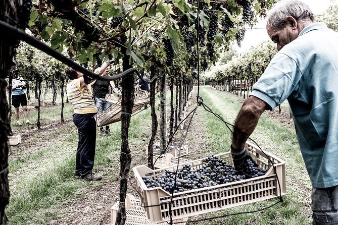 Valpolicella Wine Tasting Experience & Light Lunch - The Tasting Formula: Six Wines, Guided Pairing, Real Food