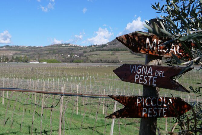 Verona - Cellar Tour and Tasting of NATURAL WINES - Verona Natural-Wine Tour at Terre di Pietra: What the Experience Feels Like
