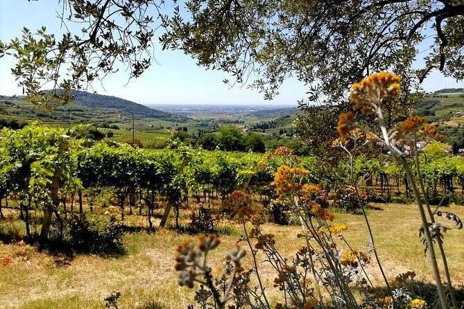 Verona - Cellar Tour and Tasting of NATURAL WINES - The Vineyard Walk: Where the Winery’s Philosophy Gets Put on the Table
