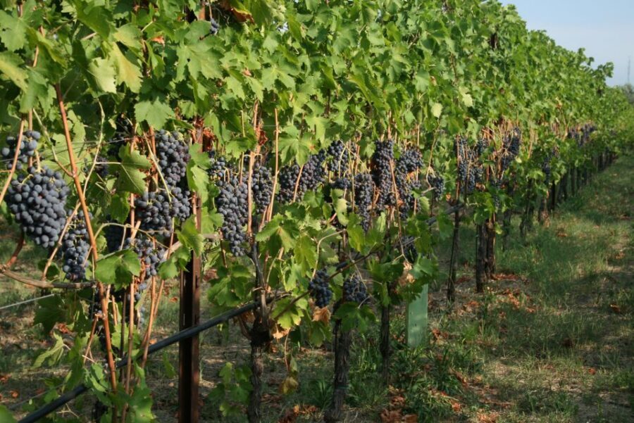 Verona: Wine Tasting with Snacks and Panoramic Views - Price and Value: Is $53 Worth 5 Wines and a Winery Tour?